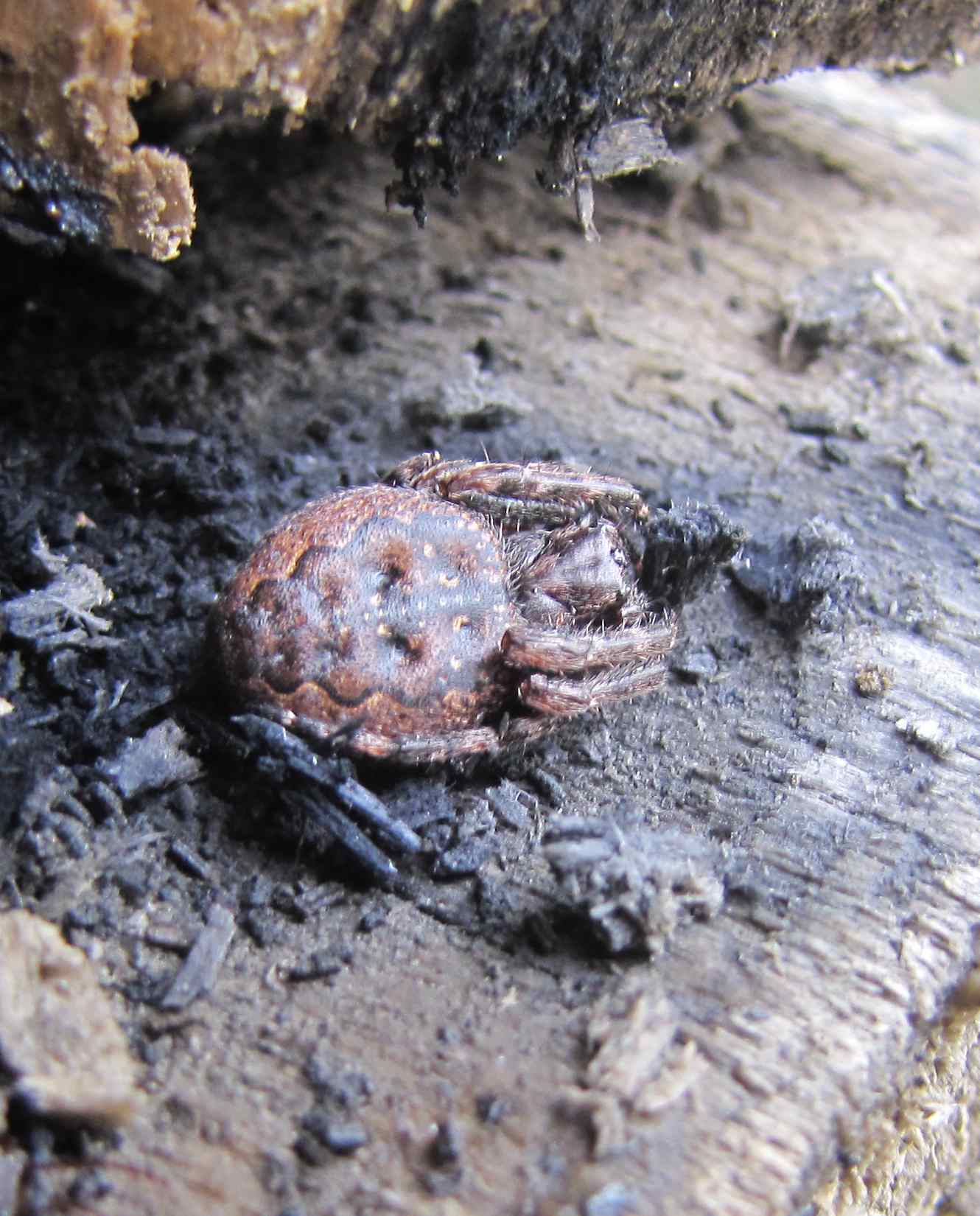 Nuctenea sp.